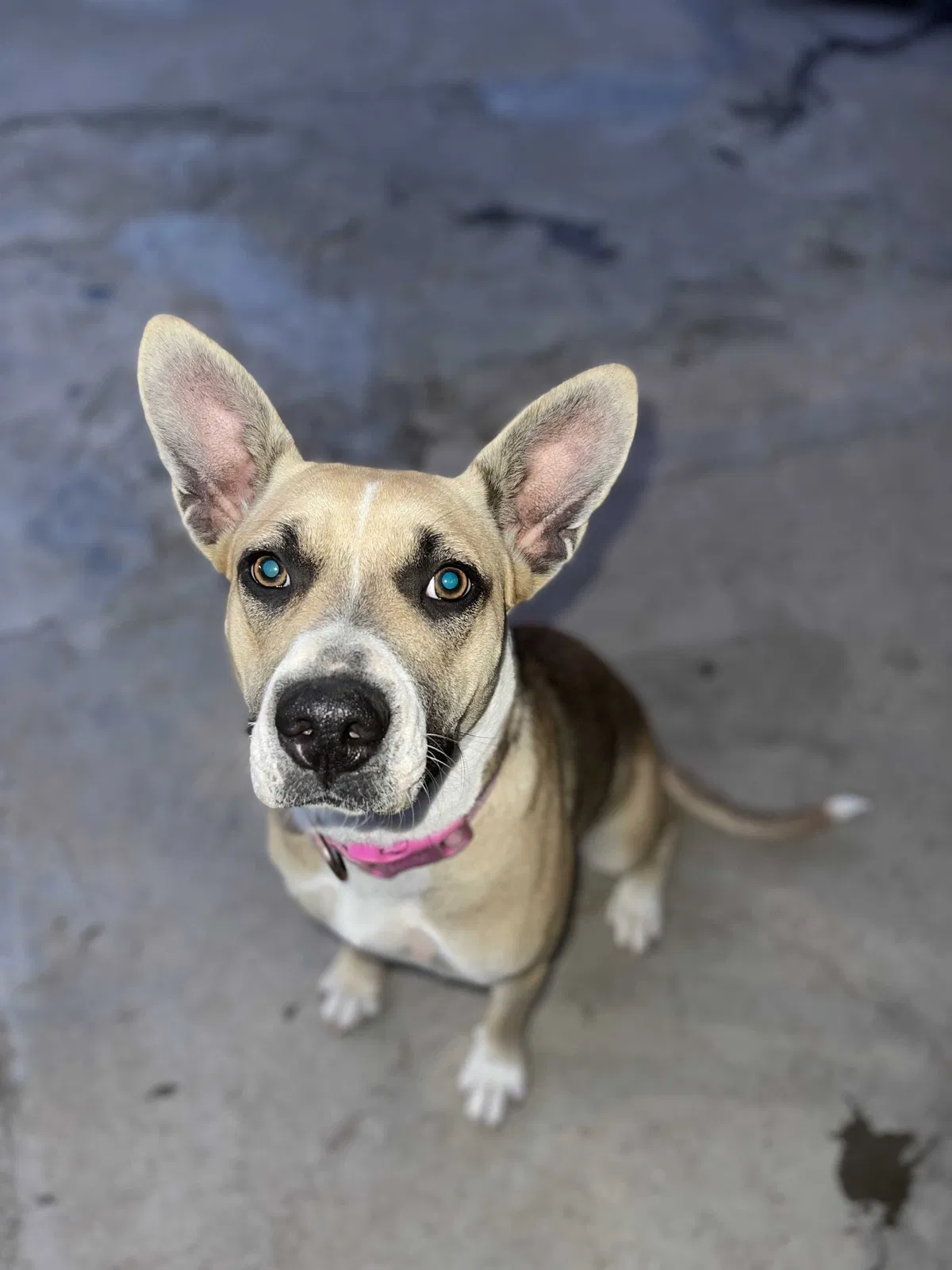 Lost dog in Bakersfield, CA, 93306