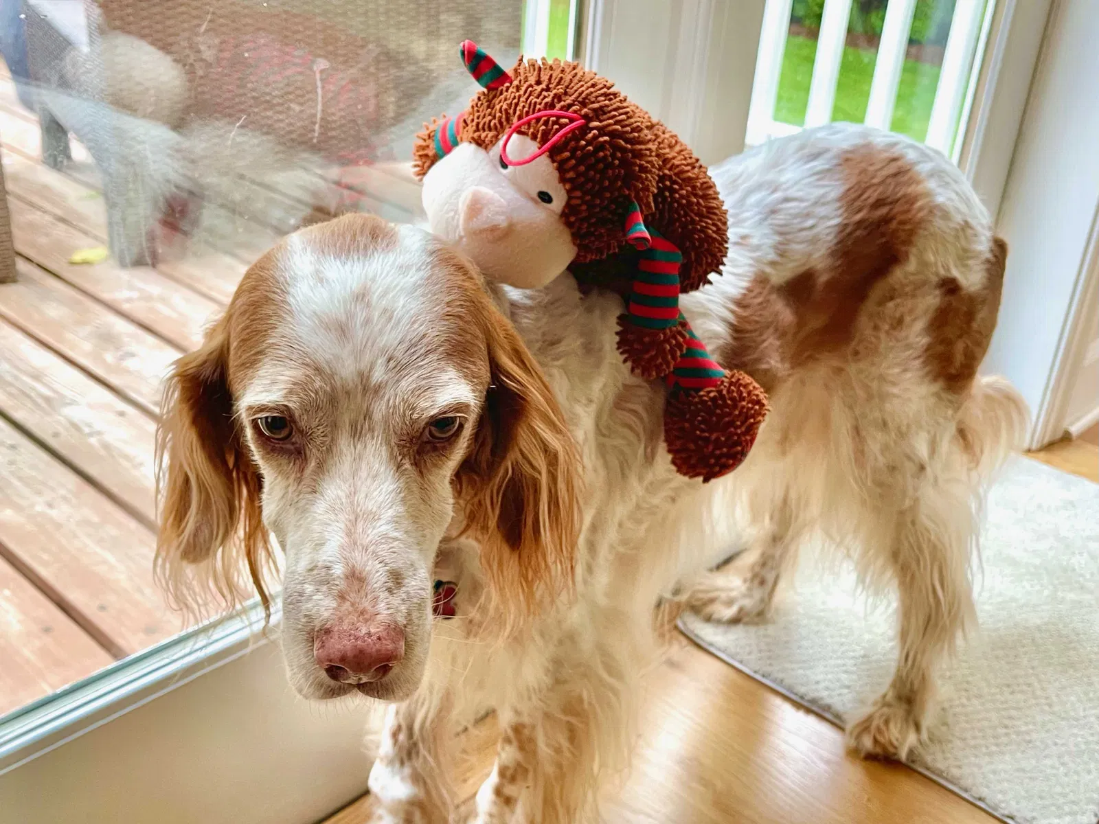 Lost dog in Bainbridge Island, WA, 98110