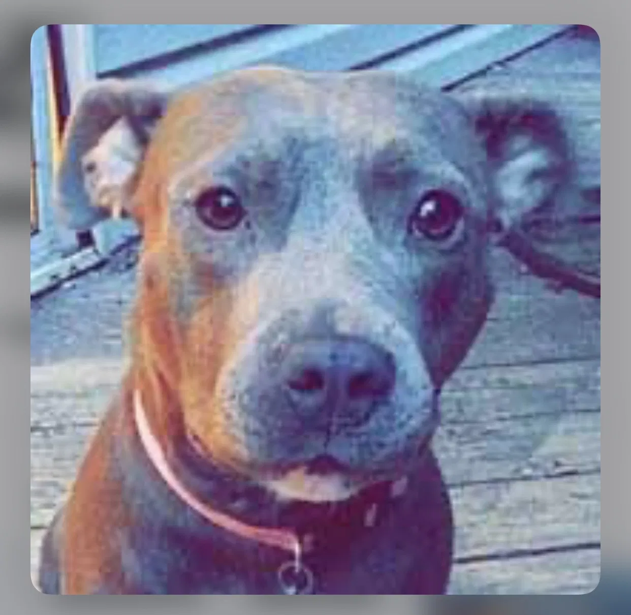 Lost dog in Las Vegas, NV, 89147