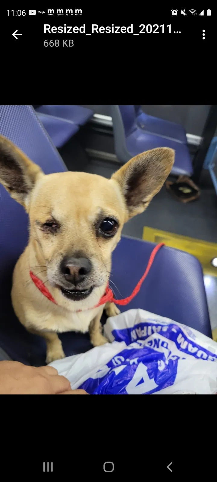 Lost dog in Las Vegas, NV, 89102