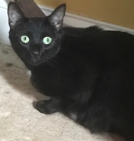 Lost cat in White Marsh, MD, 21162