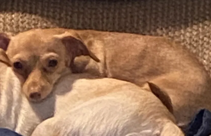 Lost dog in Dover, FL, 33527