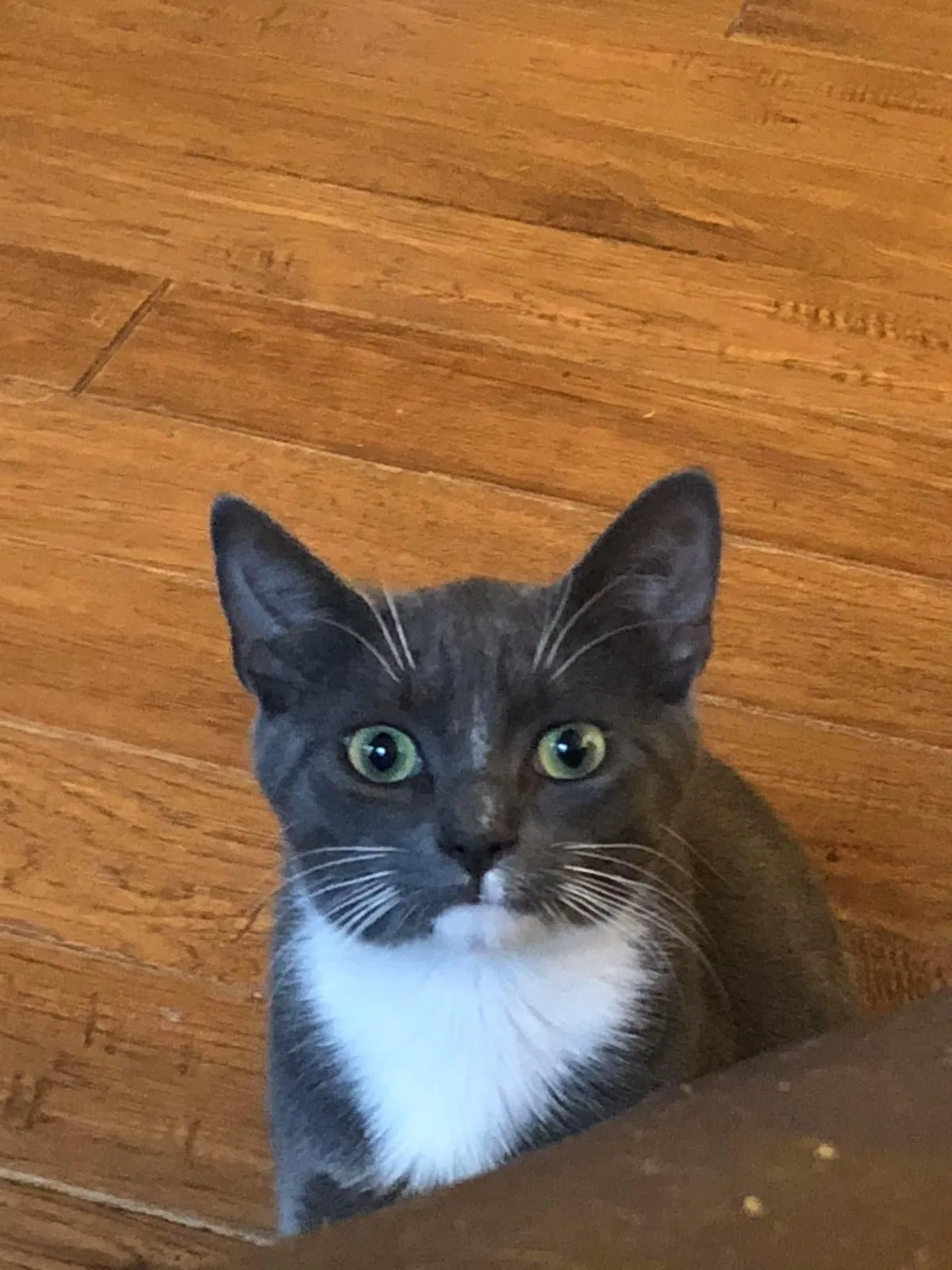 Lost cat in White Marsh, MD, 21162