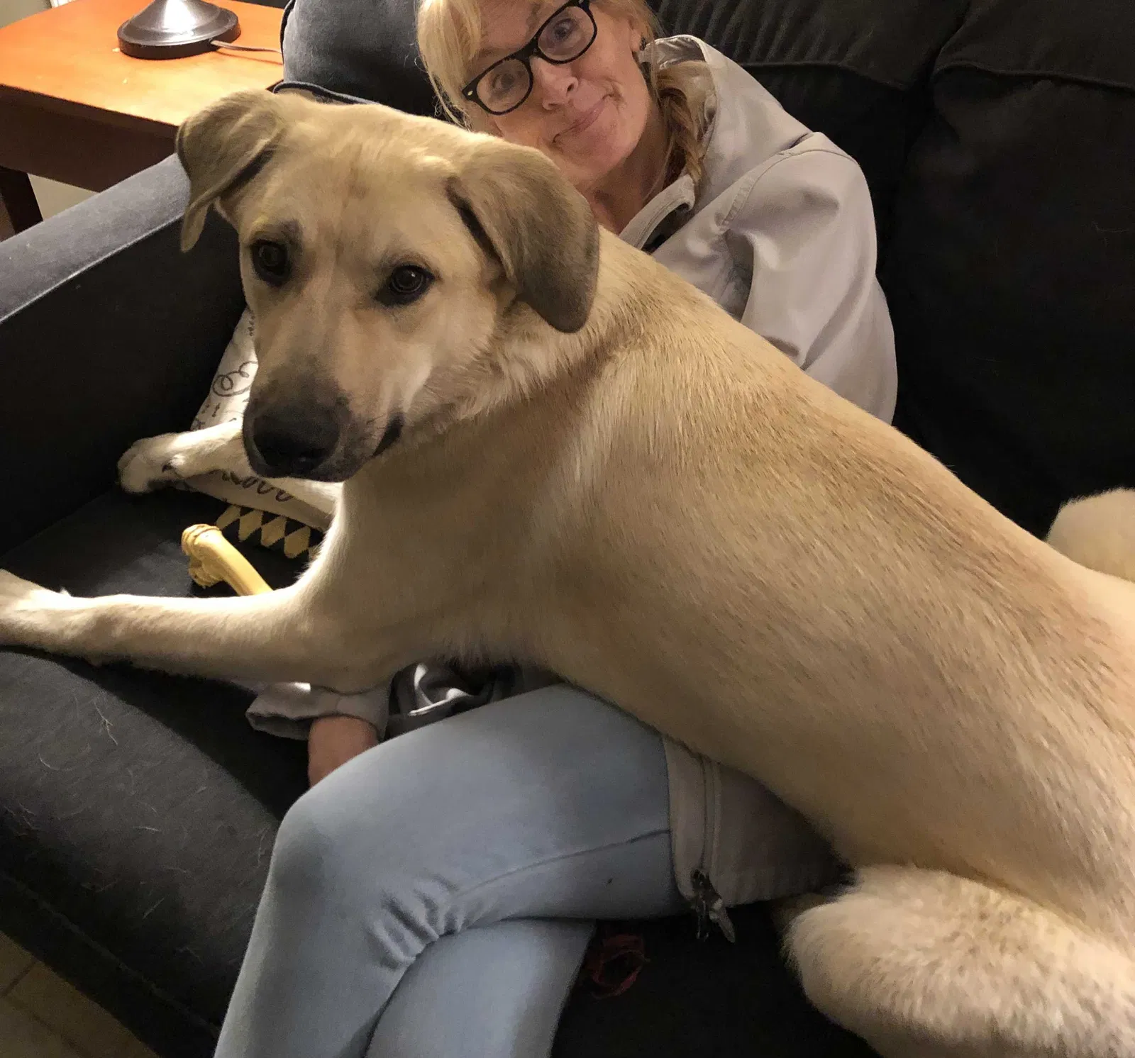 Lost dog in Kansas City, MO, 64155