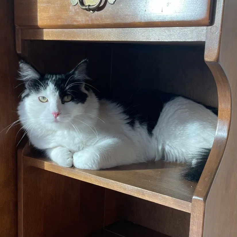 Lost cat in San Antonio, TX, 78244
