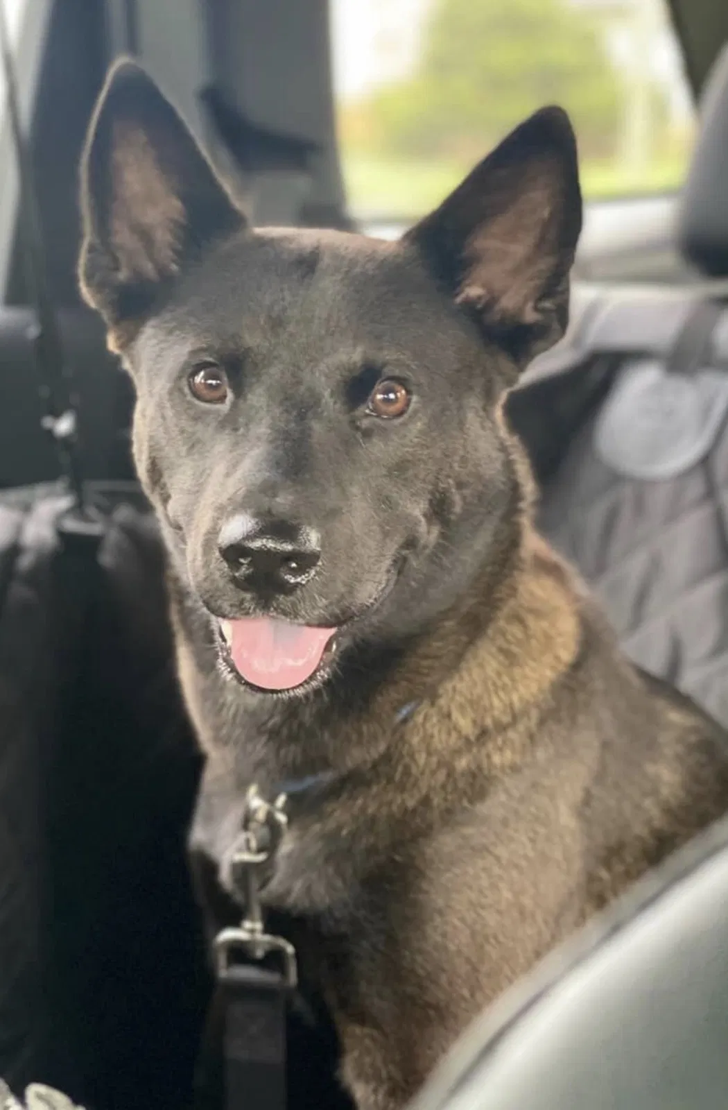 Lost dog in Opa Locka, FL, 33055