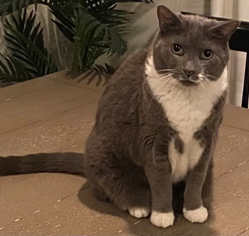 Lost cat in Philadelphia, PA, 19146