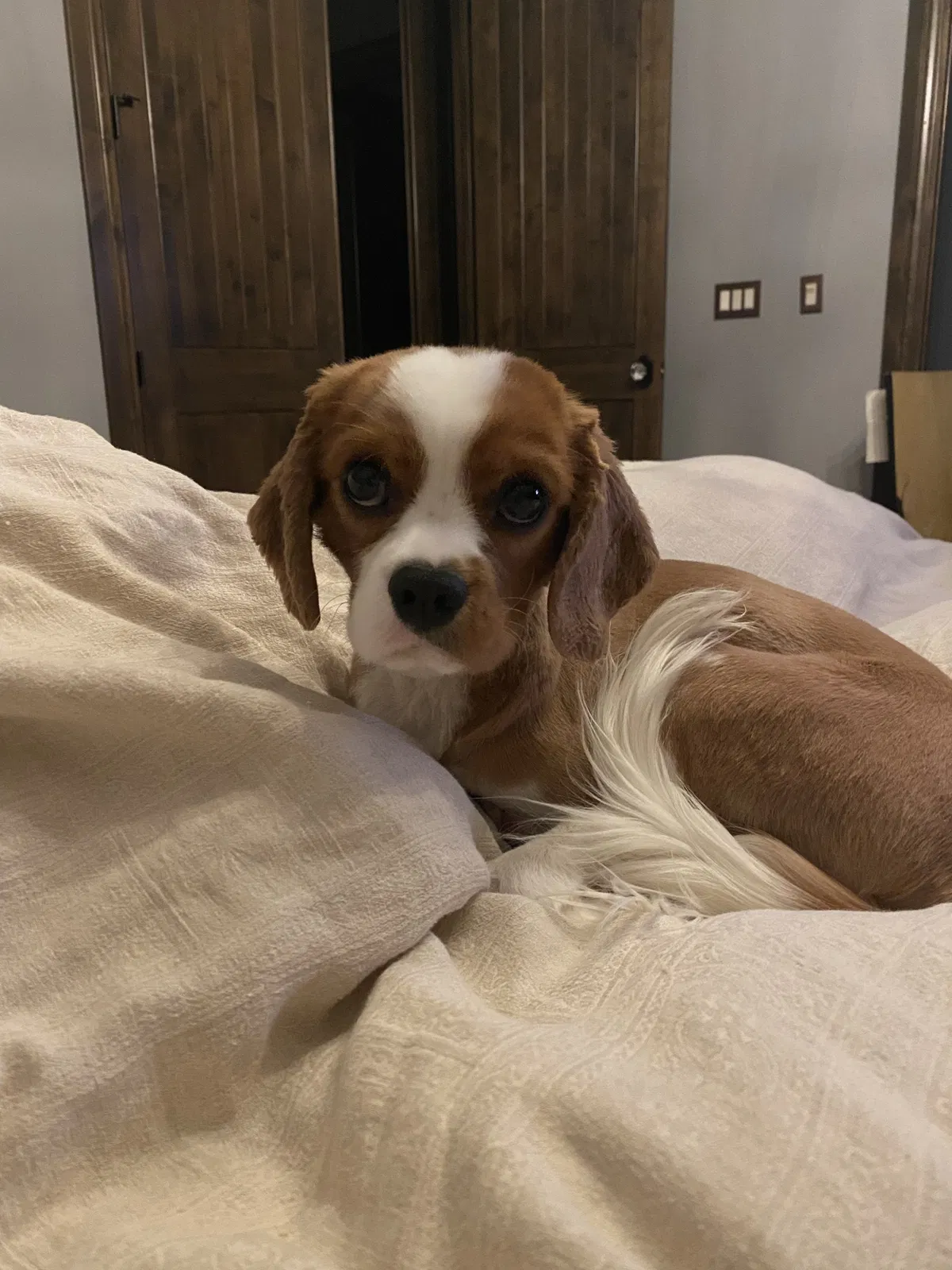 Lost dog in Longmont, CO, 80503