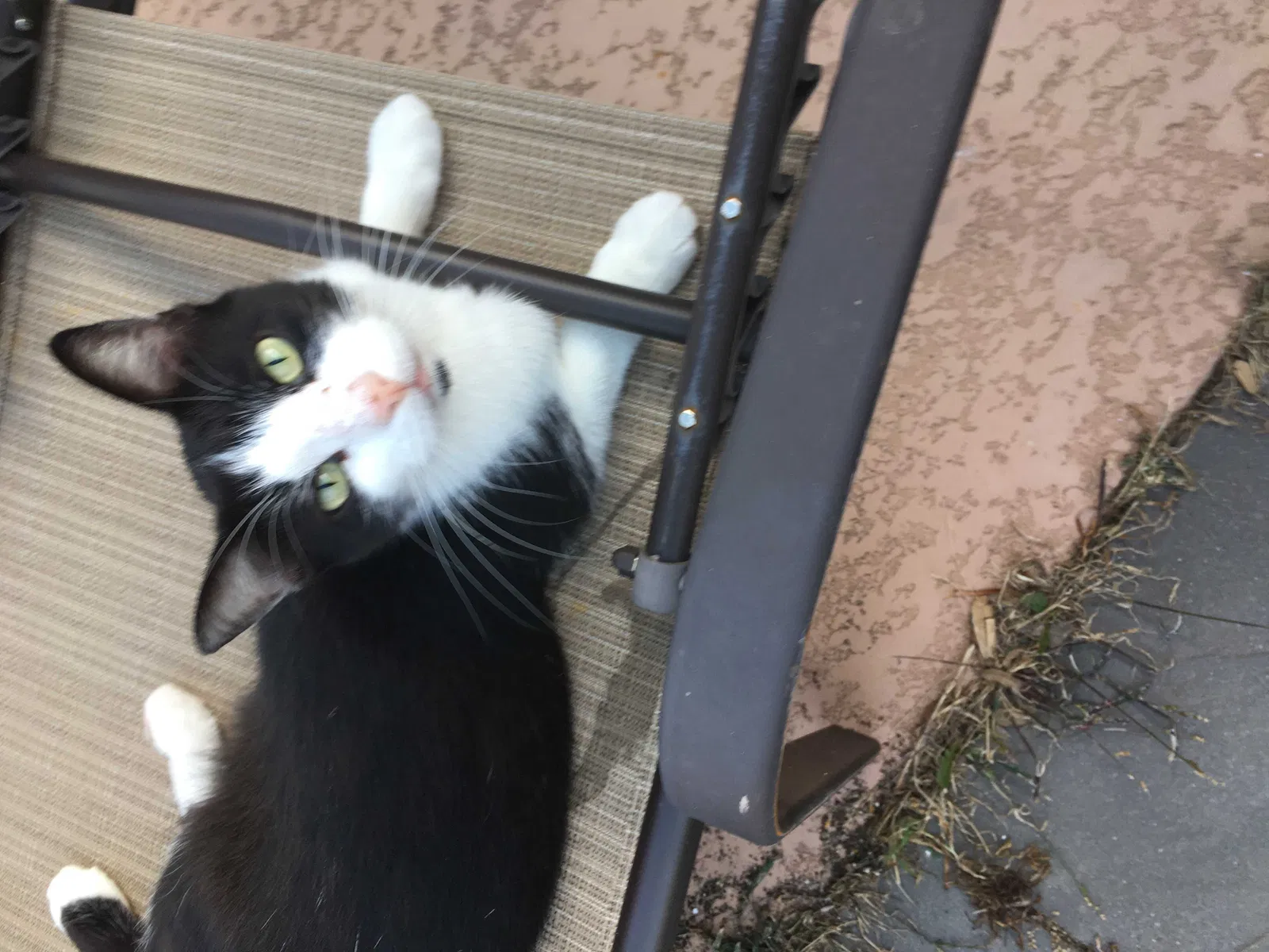 Lost cat in Georgetown, TX, 78626