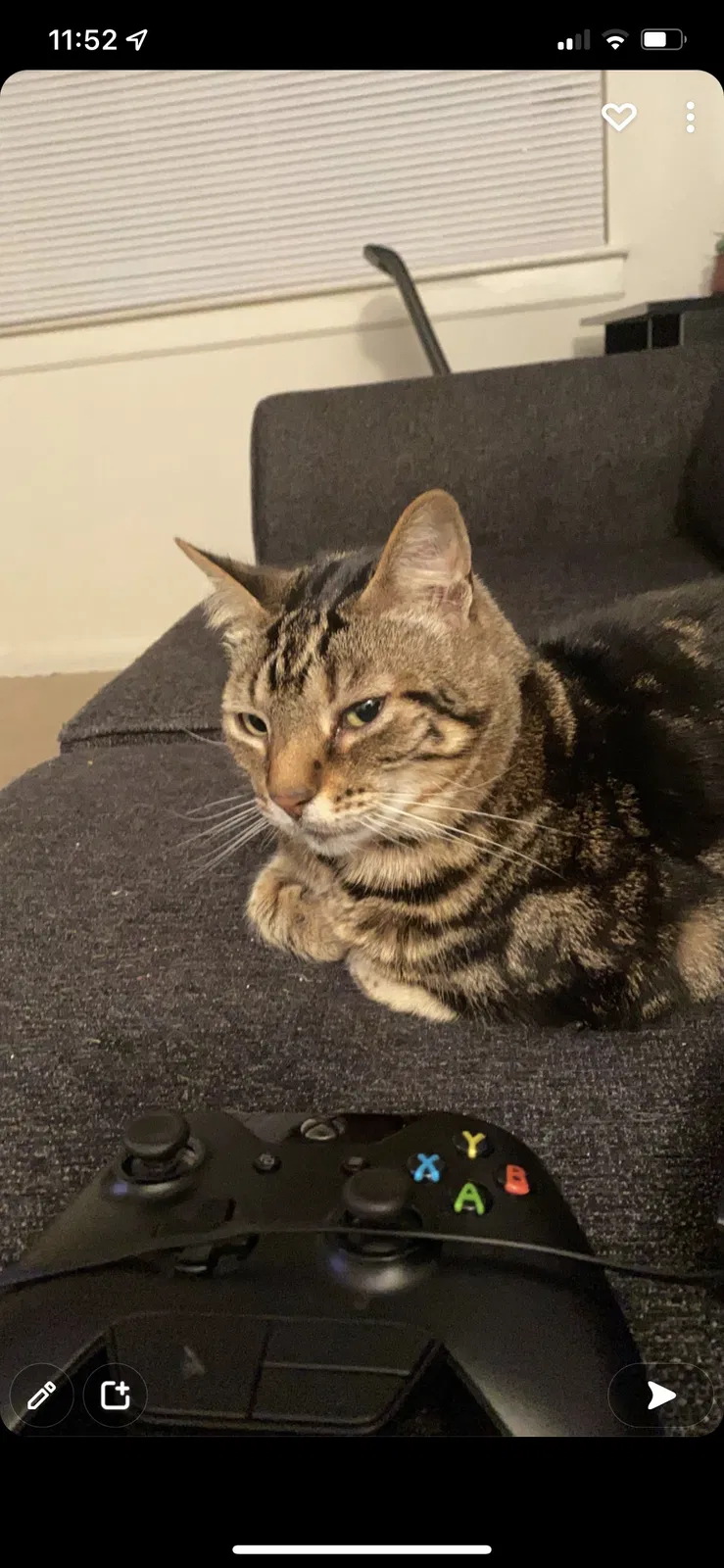 Lost cat in Newport News, VA, 23606