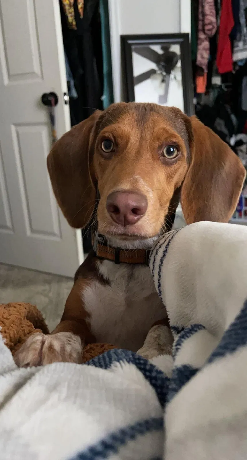 Lost dog in Knoxville, TN, 37920