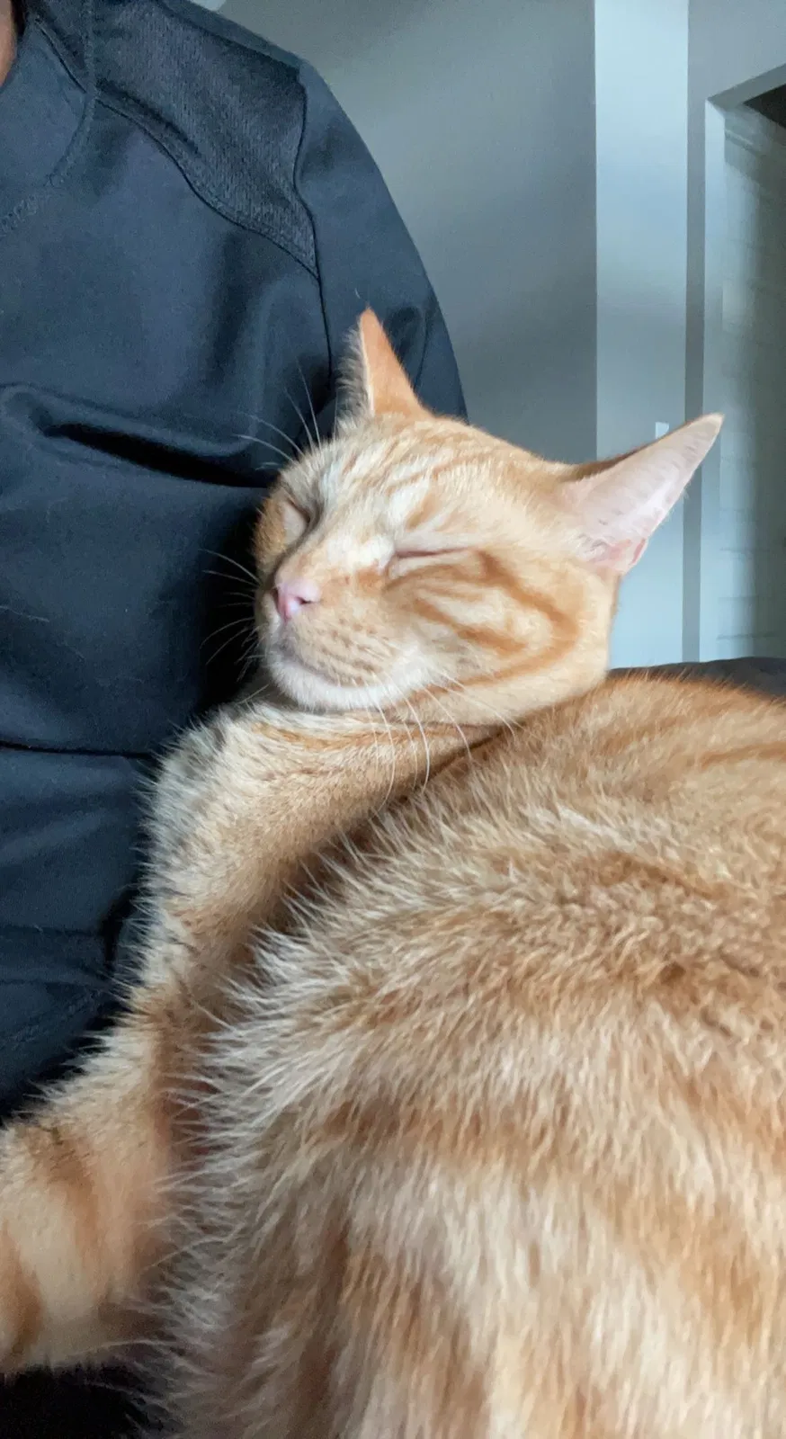 Lost cat in Waxahachie, TX, 75167