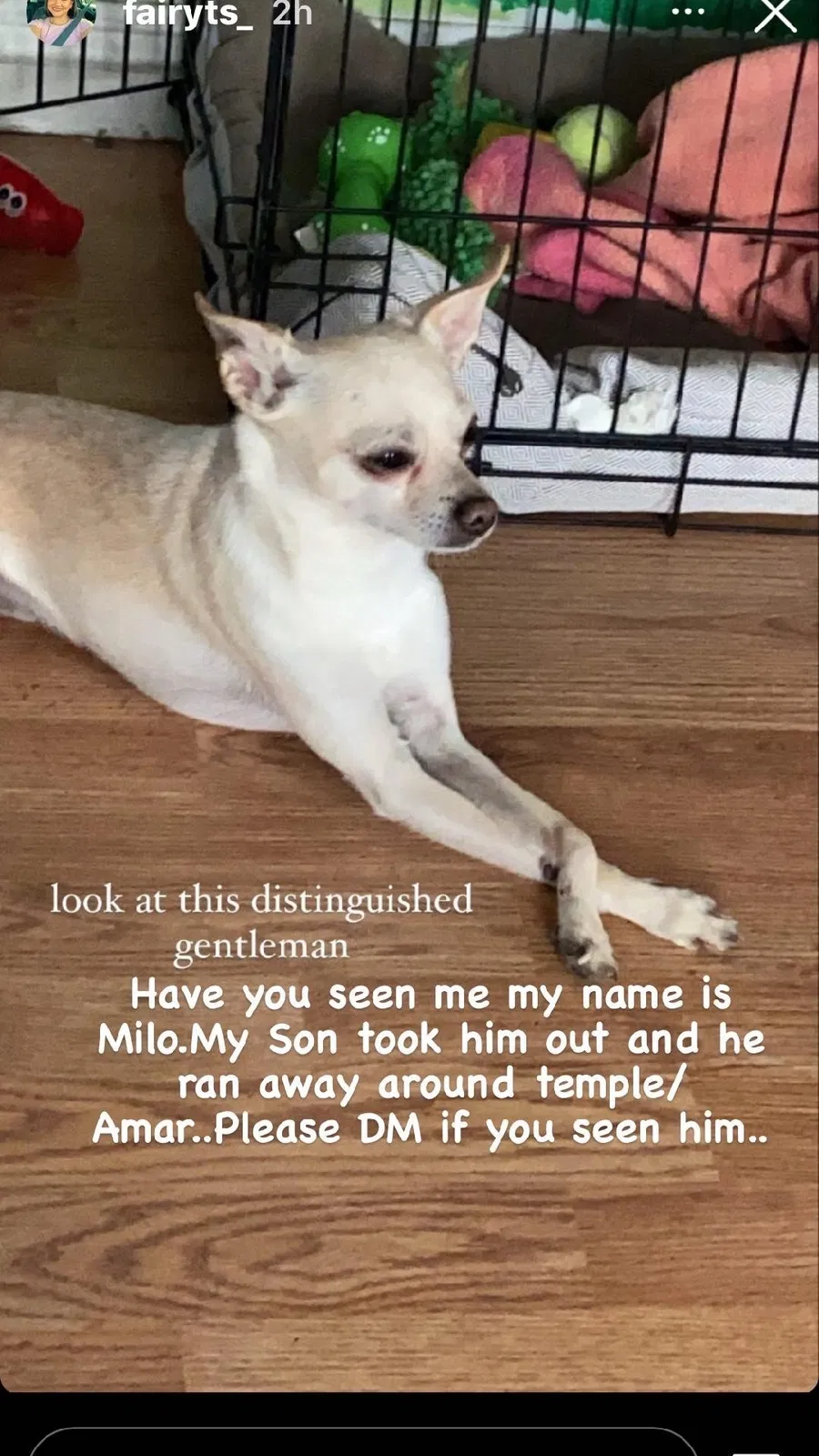 Lost dog in West Covina, CA, 91792