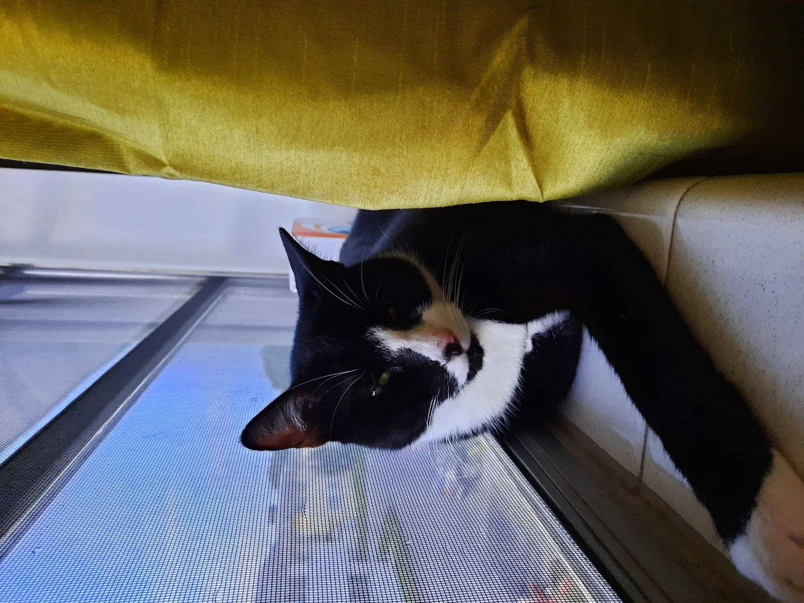Lost cat in Miami, FL, 33143