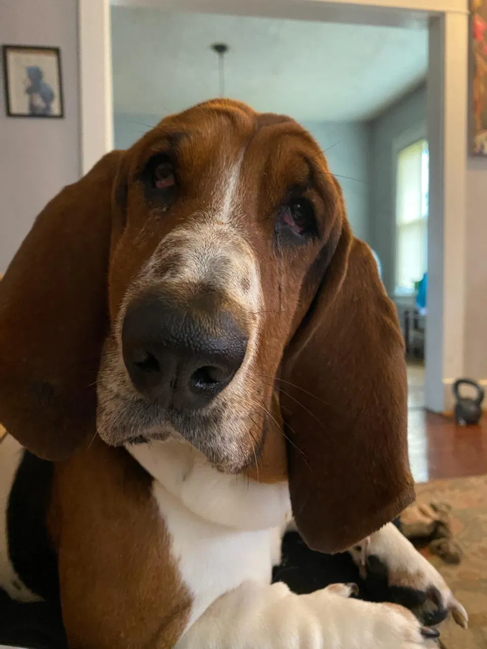 Lost dog in Knoxville, TN, 37914