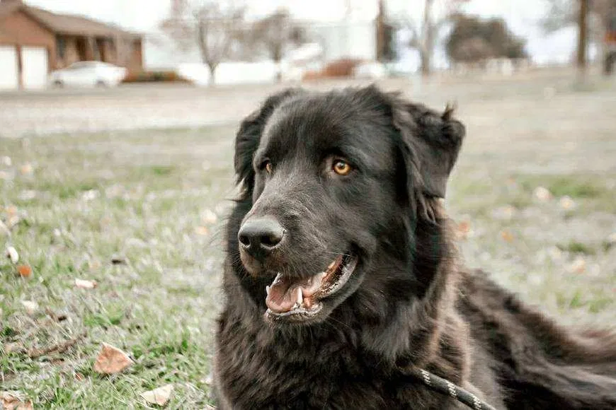 Lost dog in Lehi, UT, 84043