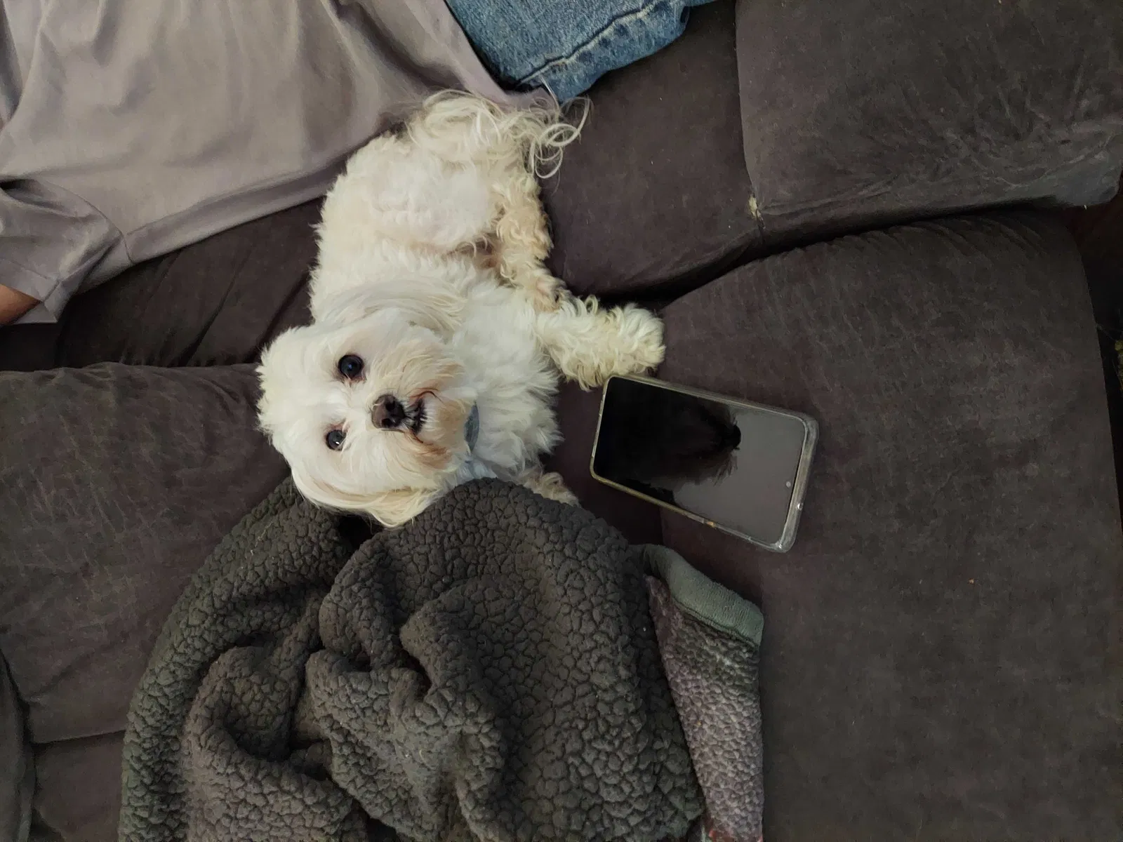 Lost dog in O Fallon, IL, 62269