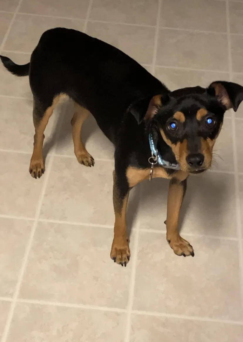 Lost dog in Columbia, SC, 29229