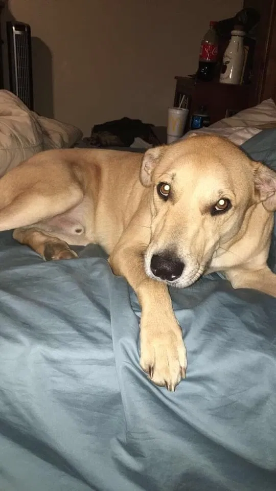 Lost dog in Gladewater, TX, 75647