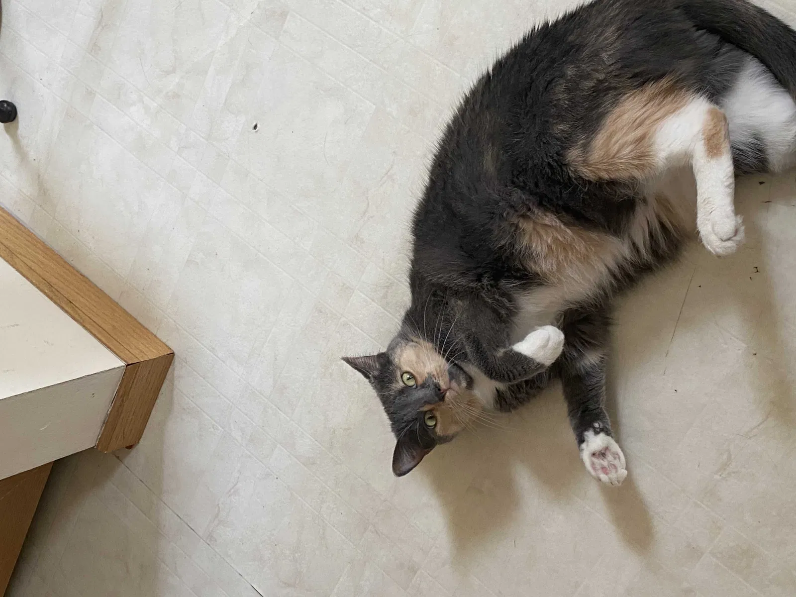 Lost cat in Saint Paul, MN, 55125