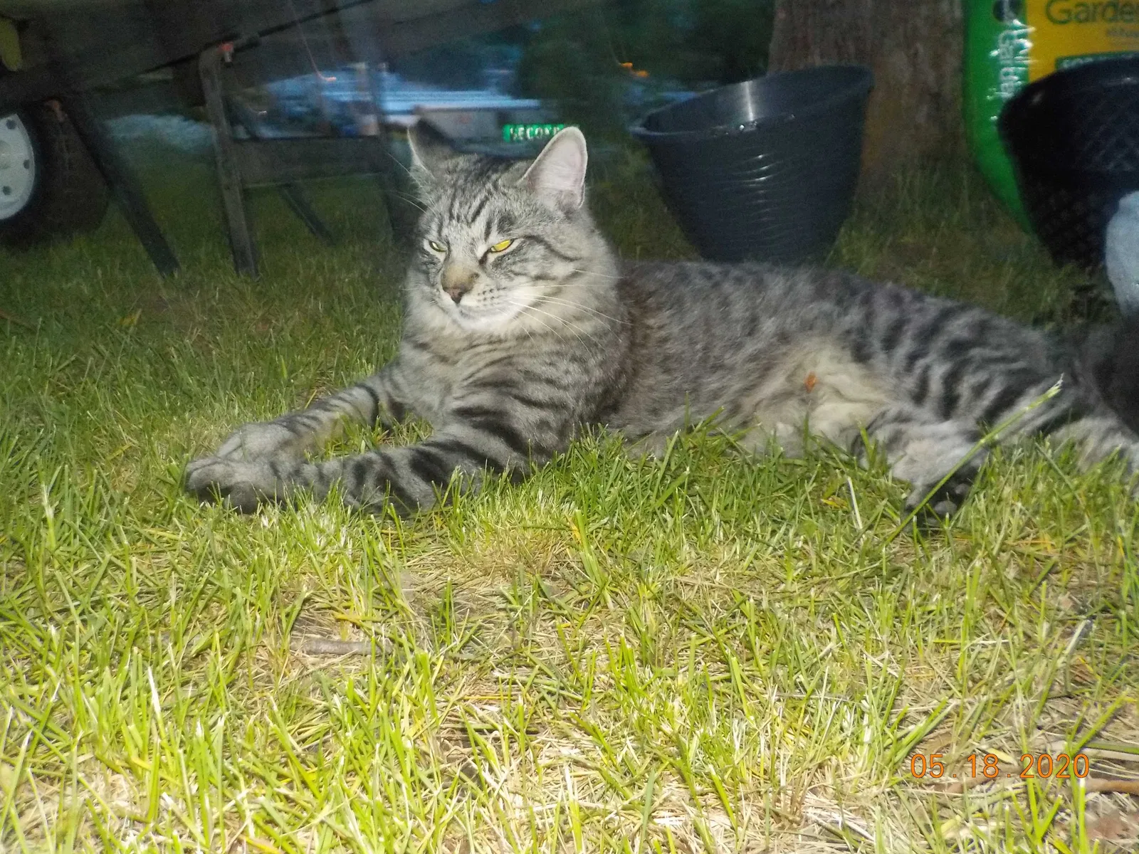 Lost cat in Rathdrum, ID, 83858
