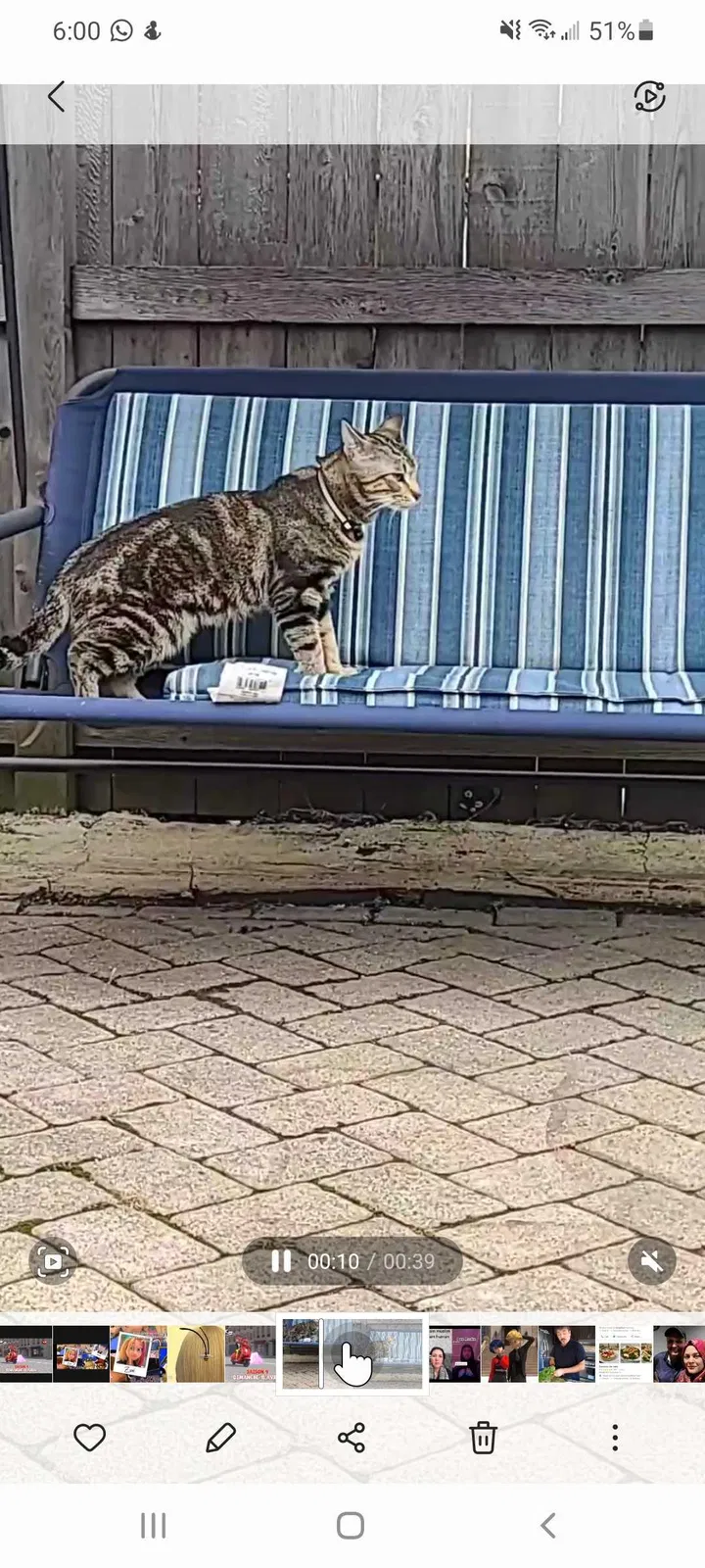 Lost cat in Villa Park, IL, 60181