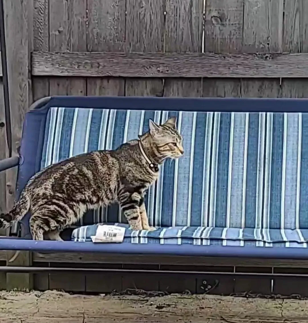 Lost cat in Villa Park, IL, 60181