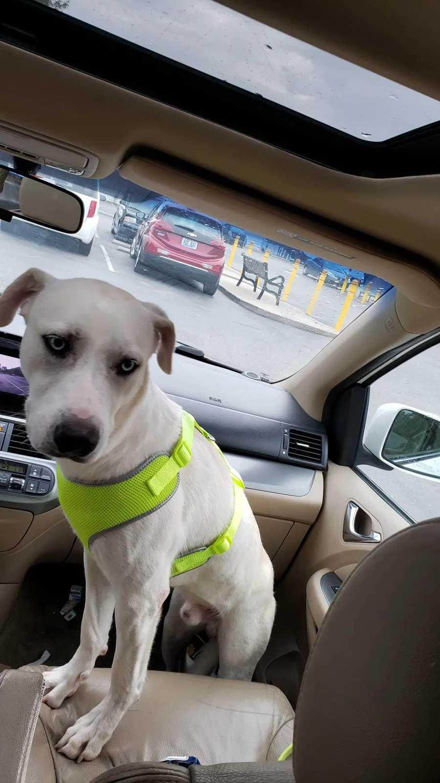 Lost dog in Louisville, KY, 40215