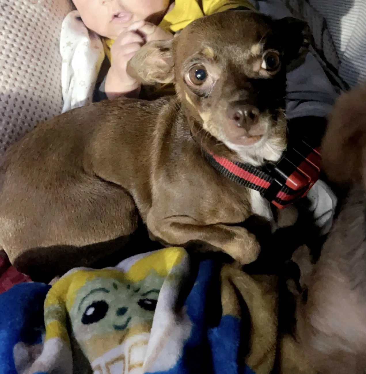 Lost dog in Harlingen, TX, 78550