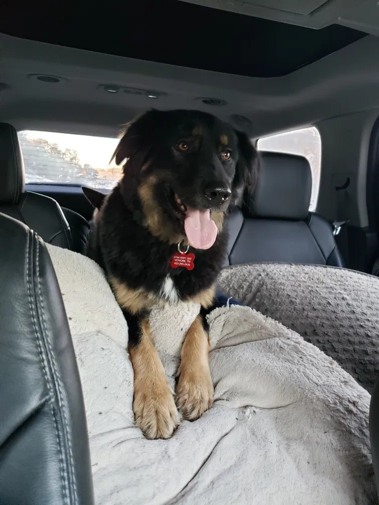 Lost dog in Knoxville, TN, 37921