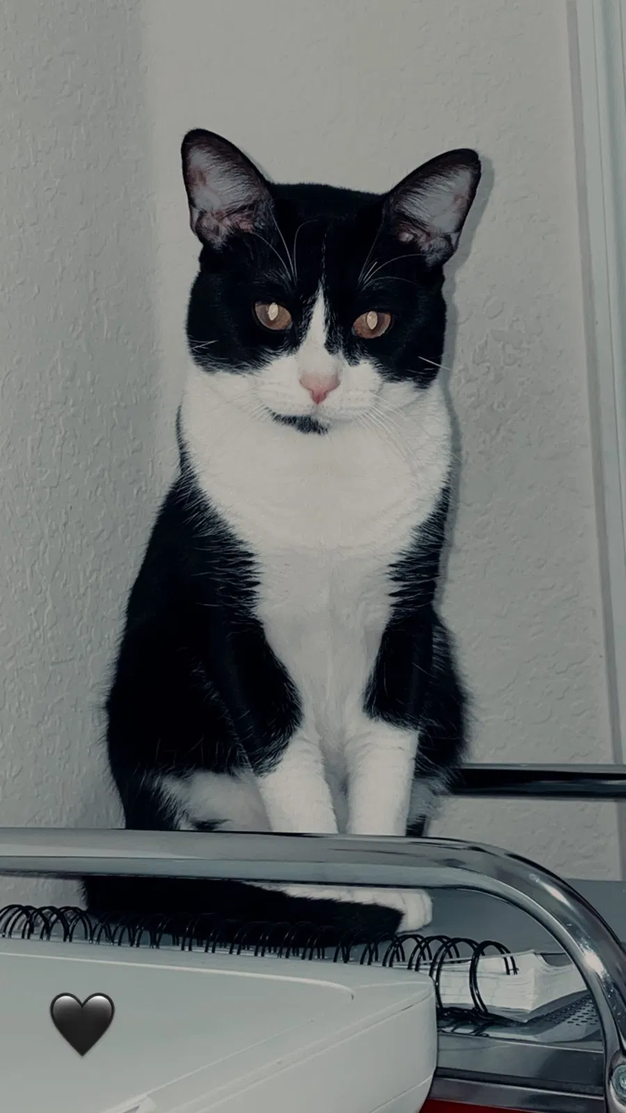 Lost cat in Miami, FL, 33187