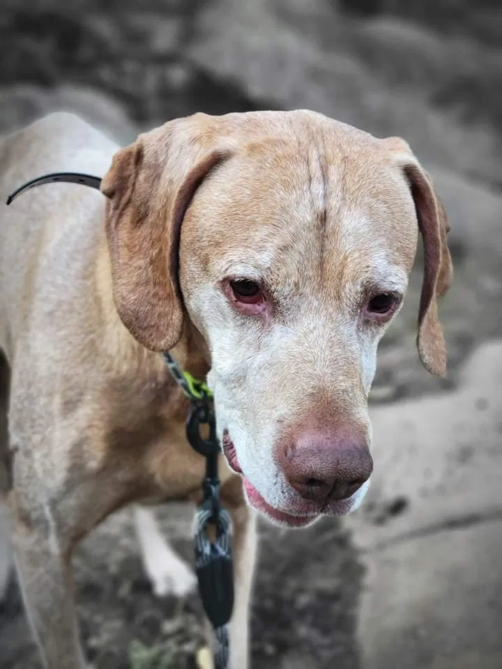 Lost dog in Green Bay, WI, 54304