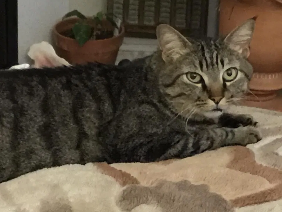 Lost cat in Los Angeles, CA, 90019