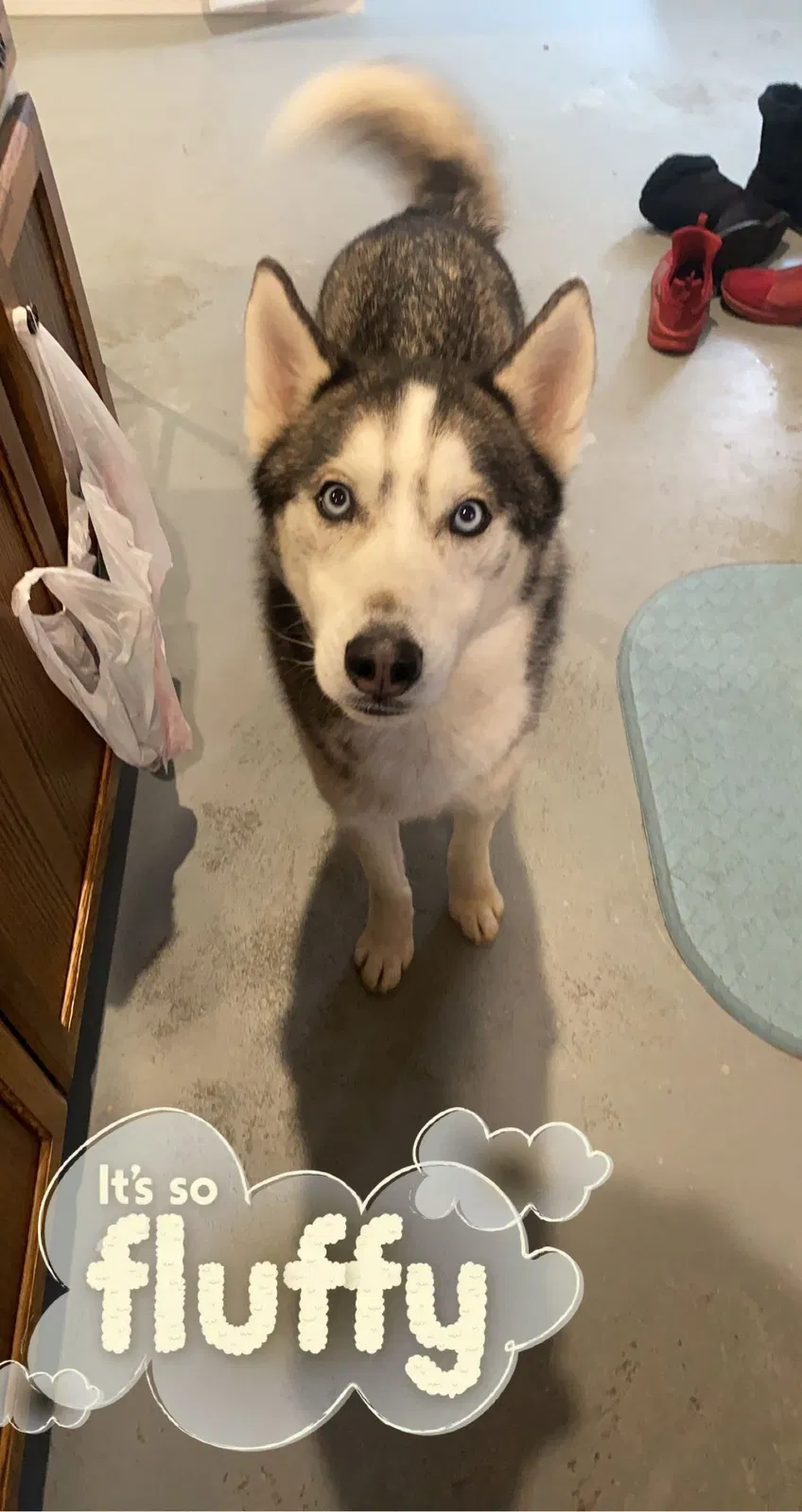 Lost dog in Sparta, MO, 65753