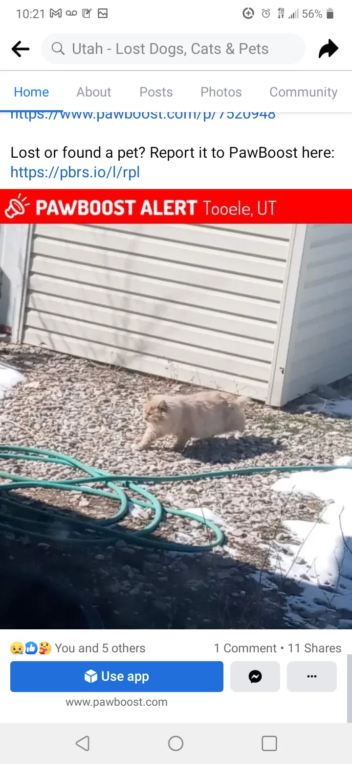 Lost cat in Tooele, UT, 84074