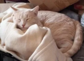 Lost cat in Riverside, MO, 64150