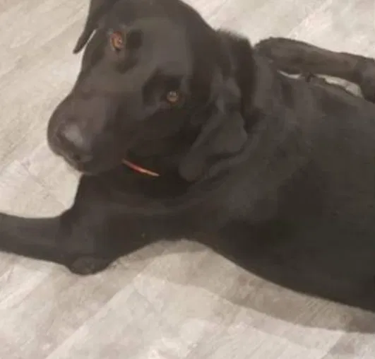 Lost dog in Sallis, MS, 39160
