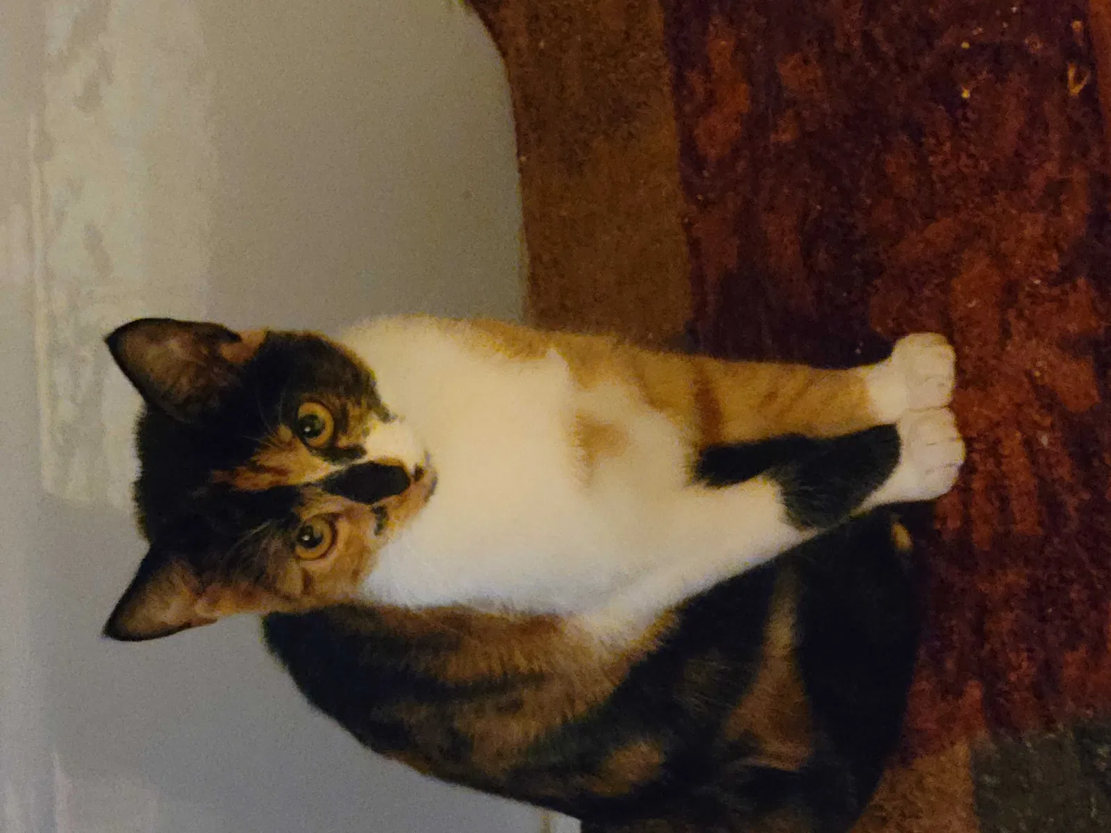 Lost cat in Oklahoma City, OK, 73132