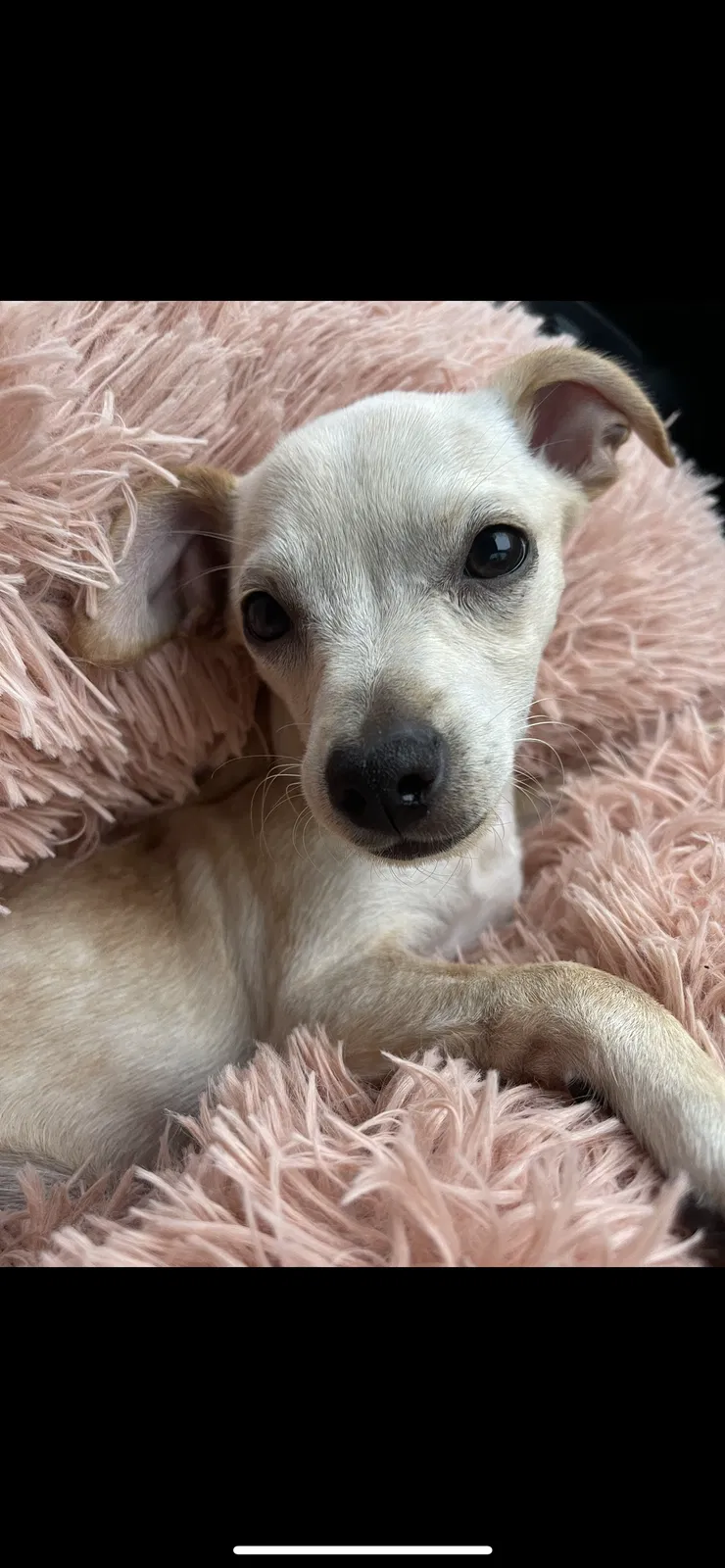 Lost dog in Homestead, FL, 33034