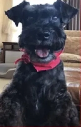 Lost dog in Boynton Beach, FL, 33435