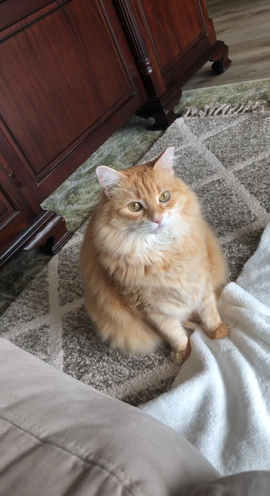 Lost cat in Jacksonville, FL, 32224