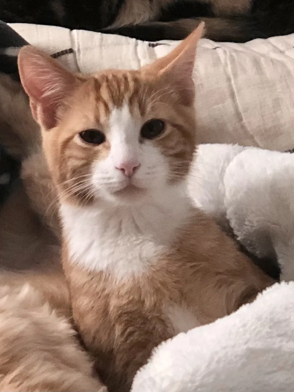 Lost cat in Aurora, CO, 80013