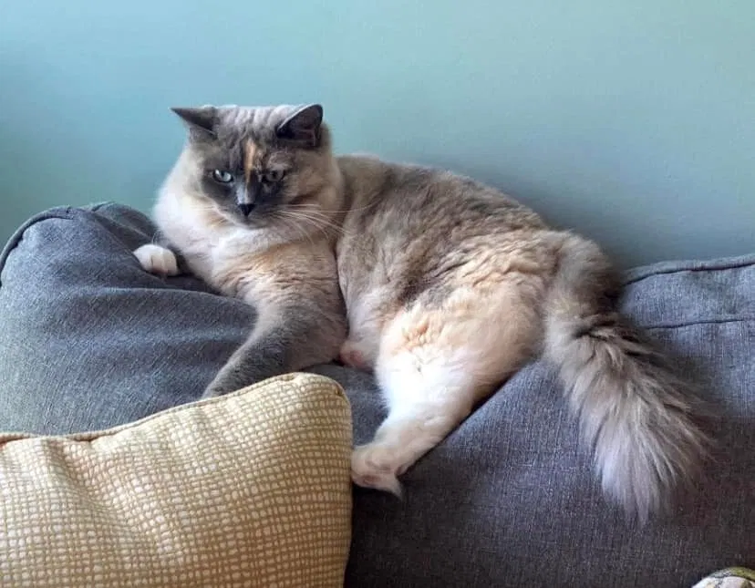 Lost cat in Lake Saint Louis, MO, 63367
