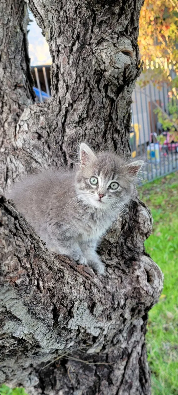Lost cat in Antelope, CA, 95843