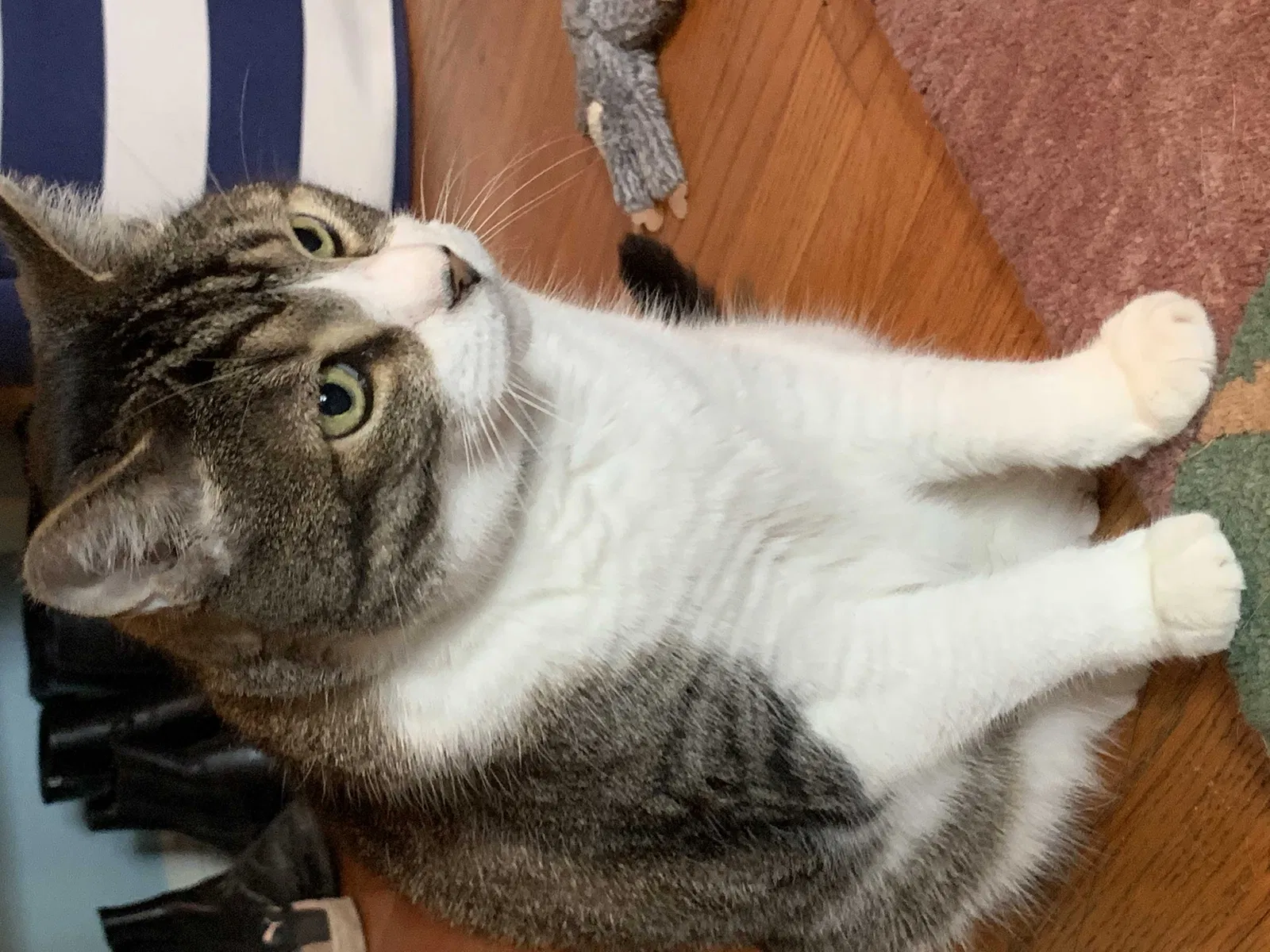 Lost cat in Houston, TX, 77025