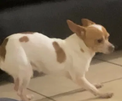 Lost dog in Pasadena, TX, 77506