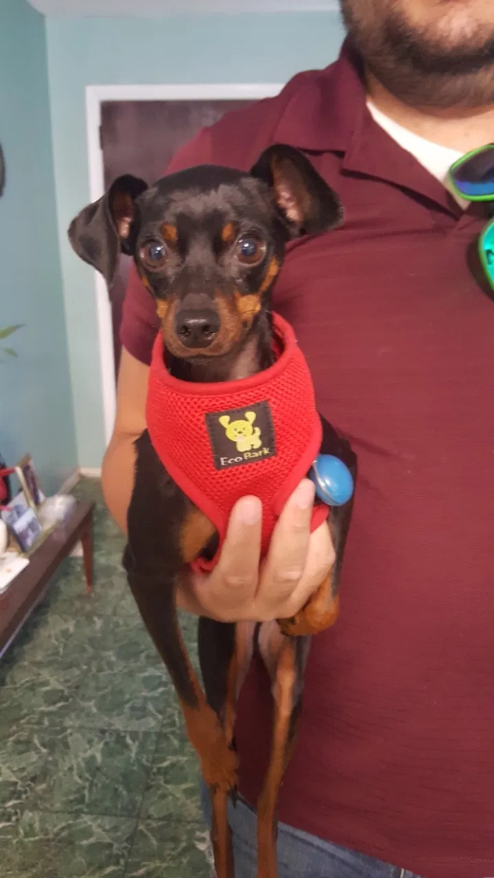 Lost dog in Orlando, FL, 32822
