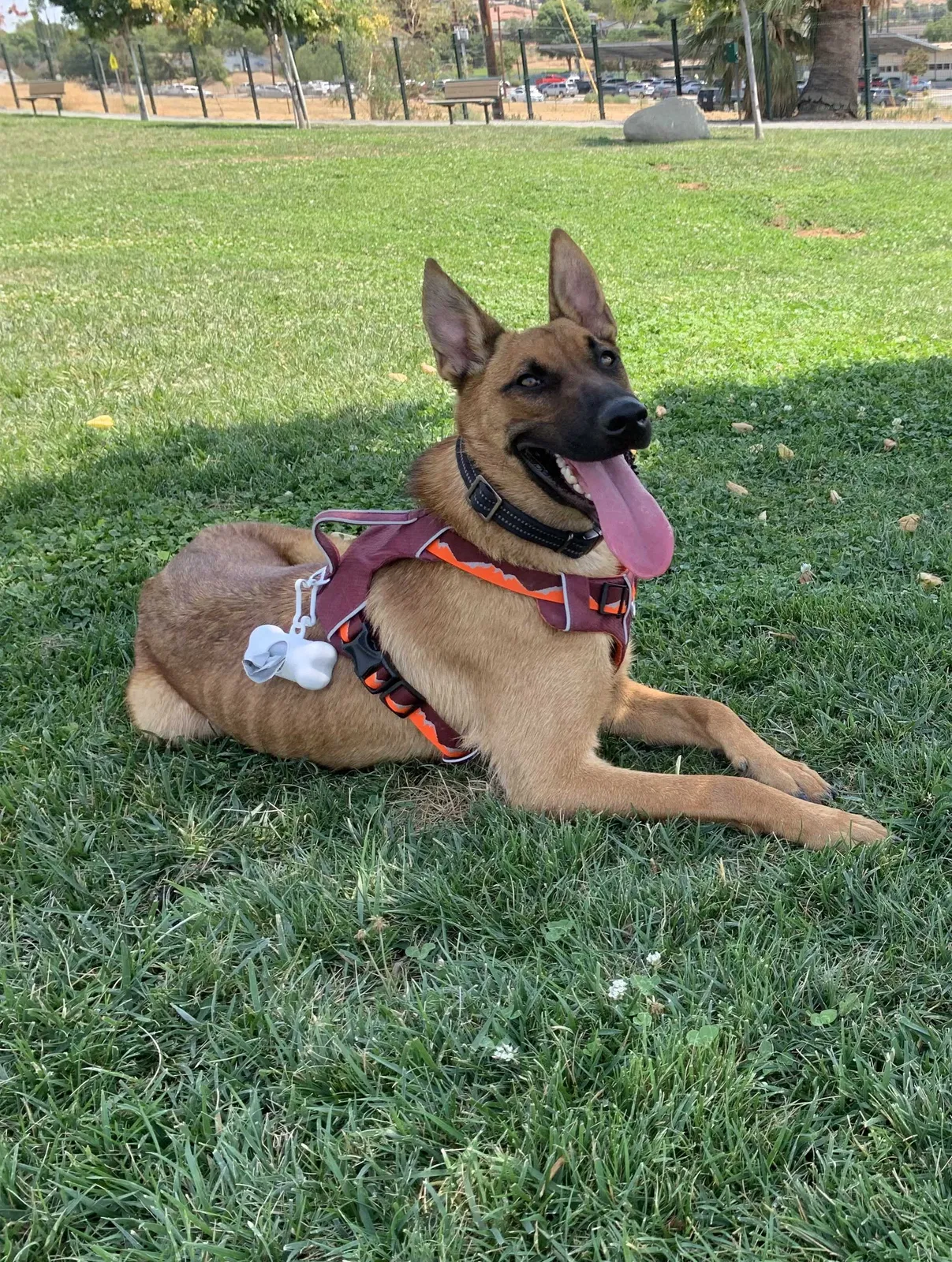 Lost dog in San Bernardino, CA, 92407