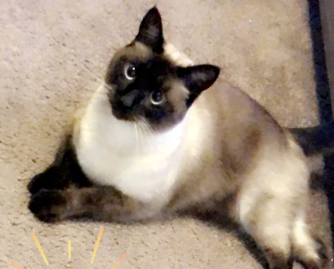 Lost cat in Brookings, SD, 57006