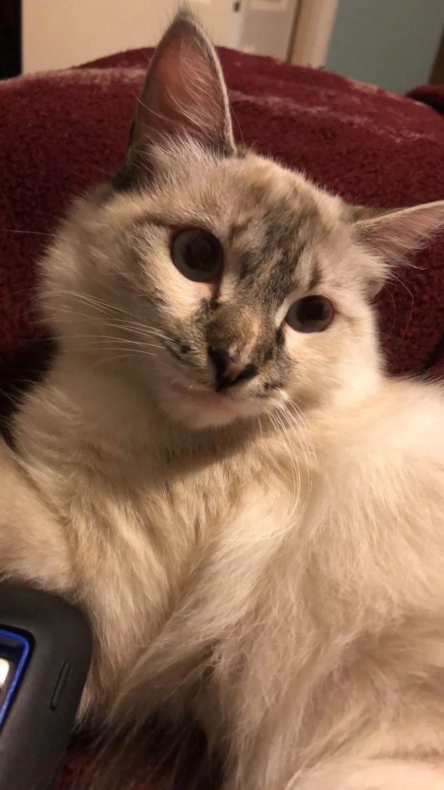 Lost cat in Laredo, TX, 78040